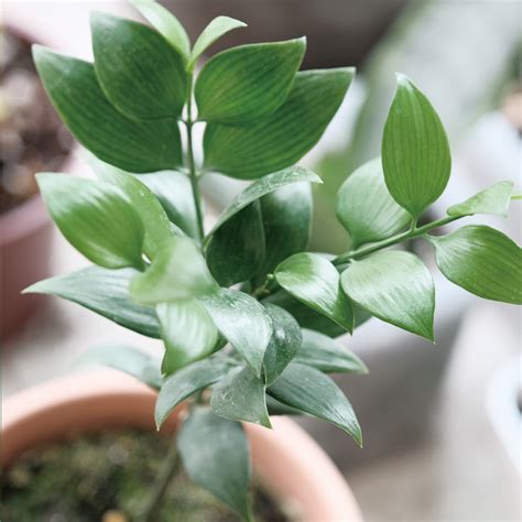 圓葉花竹|【圓葉花竹】懶人植物 